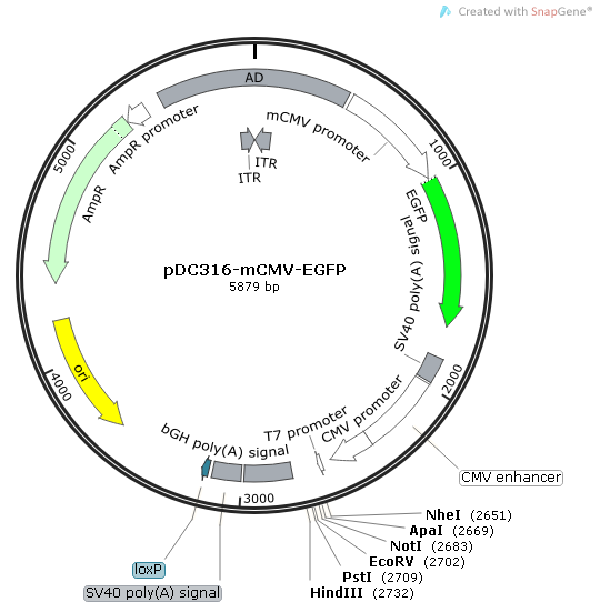 pDC316-mCMV-EGFP 载体,pDC316-mCMV-EGFP