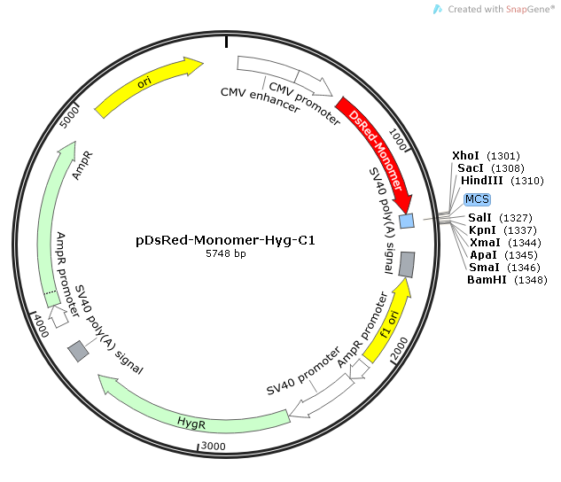 pDsRed-Monomer-Hyg-C1 载体,pDsRed-Monomer-Hyg-C1