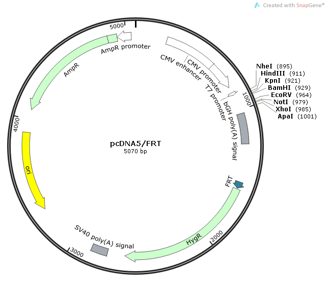 pcDNA5/FRT 載體,pcDNA5/FRT