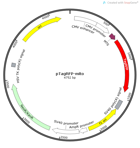 pTagRFP-mito 载体,pTagRFP-mit