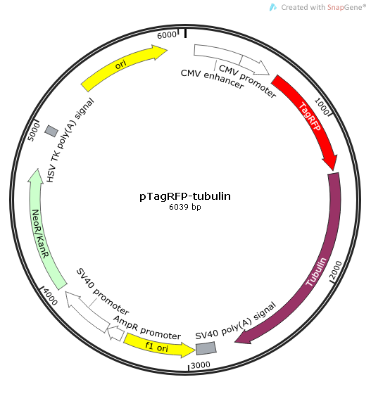 pTagRFP-tubulin 载体,pTagRFP-tubuli