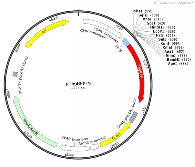 pTagRFP-N 載體,pTagRFP-