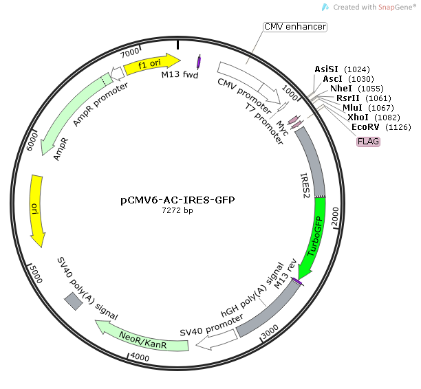 pCMV6-AC-IRES-GFP 载体,pCMV6-AC-IRES-GFP