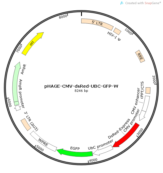 pHAGE-CMV-dsRed-UBC-GFP-W 載體,pHAGE-CMV-dsRed-UBC-GFP-