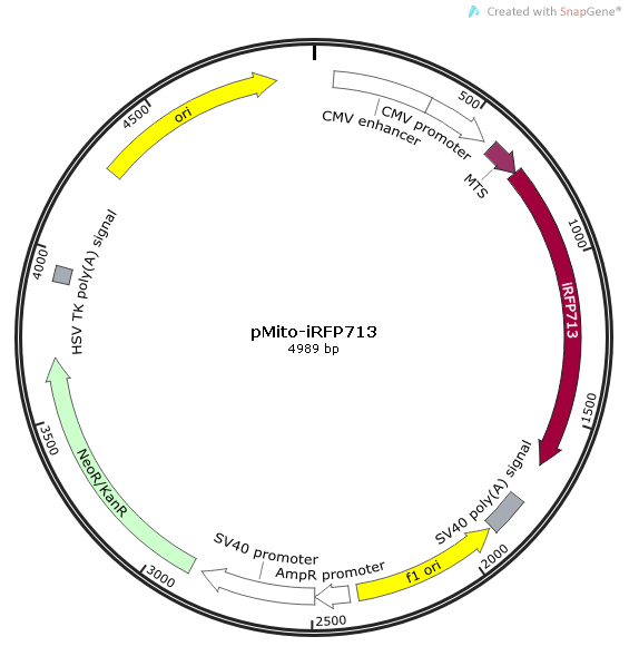 pMito-iRFP713 载体,pMito-iRFP713