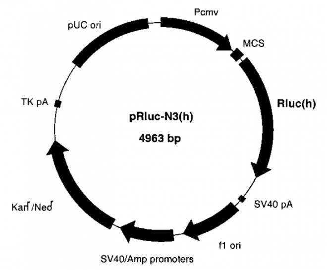 pRluc-N3 载体,pRluc-N3