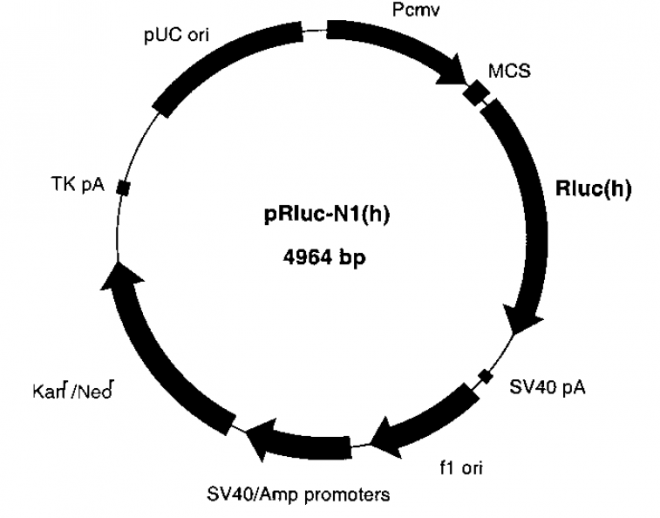 pRluc-N1 载体,pRluc-N