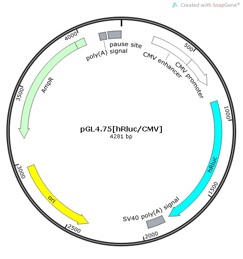 pGL475[hRluc/CMV] 載體,pGL475[hRluc/CMV