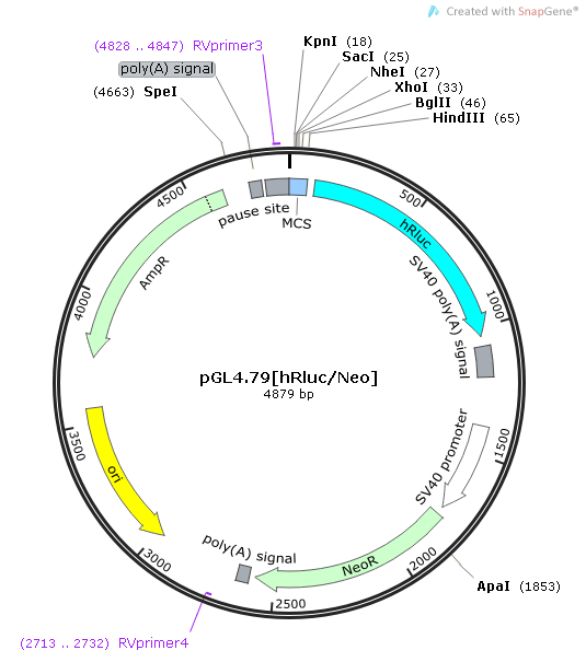pGL479[hRluc/Neo] 载体,pGL479[hRluc/Neo]