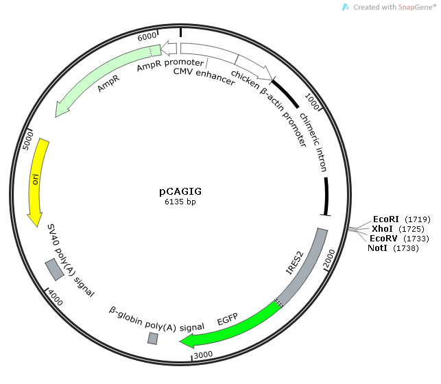 pCAGIG 載體,pCAGI