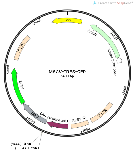 MSCV-IRES-GFP 載體,MSCV-IRES-GFP