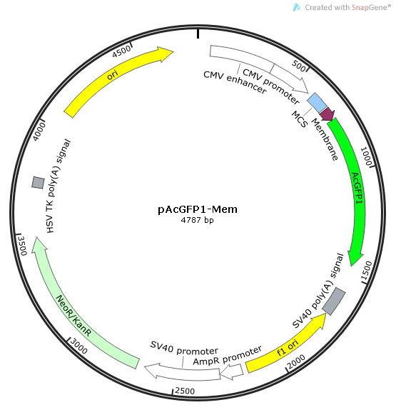 pAcGFP1-Mem 載體,pAcGFP1-Mem