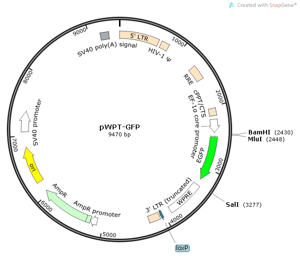 pWPT-GFP 載體,pWPT-GFP