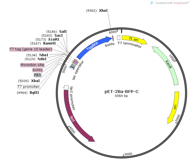 pET-28a-BFP-C 載體,pET-28a-BFP-C