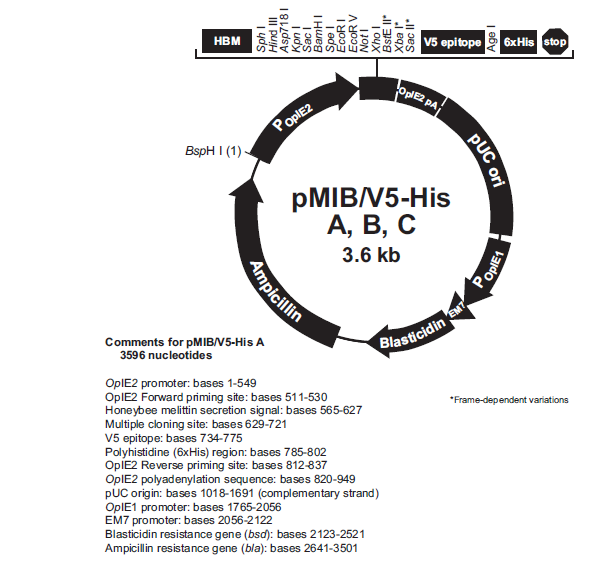 pMIB/v5-His C 载体,pMIB/v5-His C