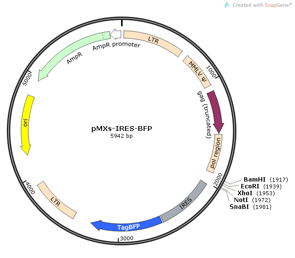 pMXs-IRES-BFP 载体,pMXs-IRES-BFP