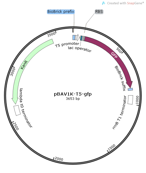 pBAV1K-T5-gfp 載體,pBAV1K-T5-gfp