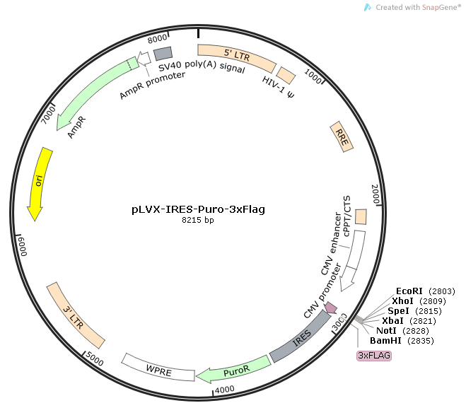 pLVX-IRES-Puro-3xFlag 載體,pLVX-IRES-Puro-3xFlag