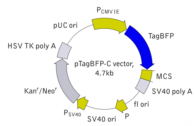 pTagBFP-C 载体,pTagBFP-C