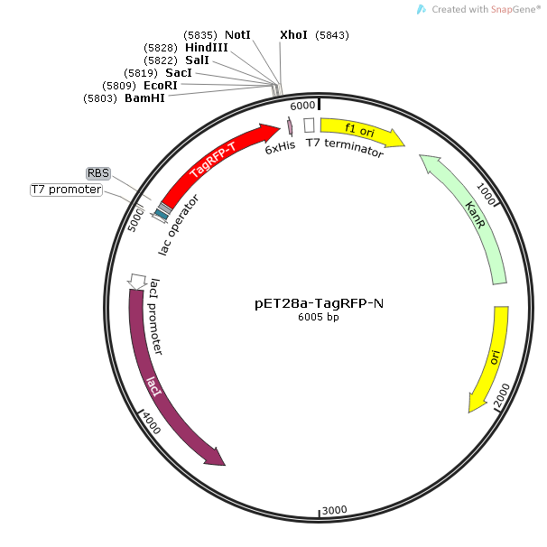 pET28a-TagRFP-N 载体,pET28a-TagRFP-N