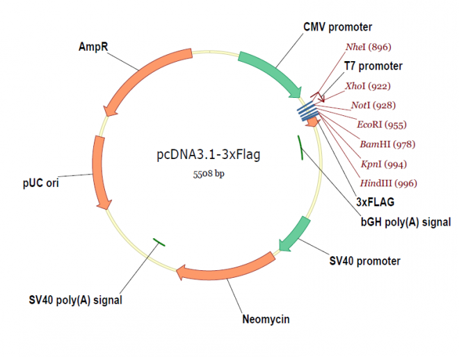 pcDNA31-3xFlag 載體,pcDNA31-3xFlag