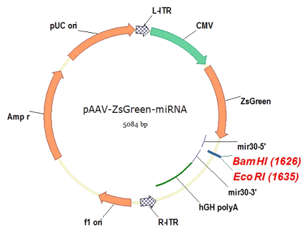 pAAV-ZsGreen-miRNA 载体,pAAV-ZsGreen-miRNA