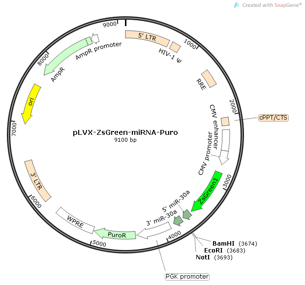 pLVX-ZsGreen-miRNA-Puro 載體,pLVX-ZsGreen-miRNA-Puro
