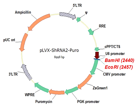 pLVX-shRNA2-Puro 载体,pLVX-shRNA2-Pur