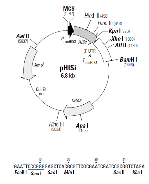 pHISi 载体,pHIS