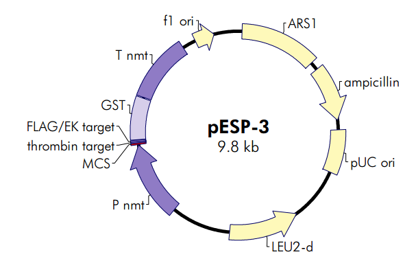 pESP-3 载体,pESP-3