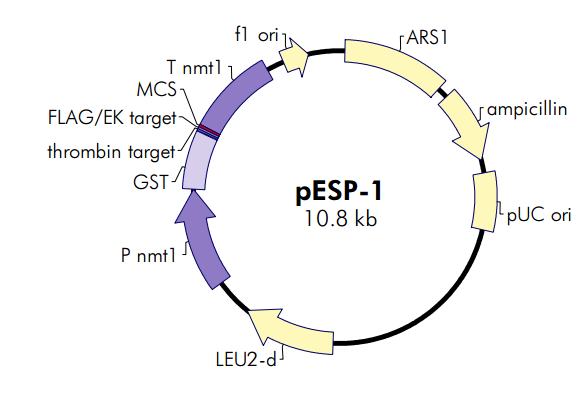 pESP-1 载体,pESP-1