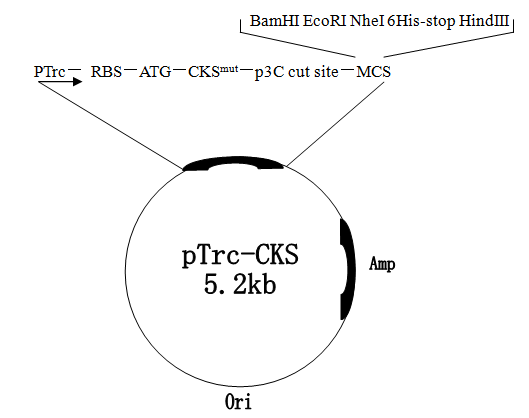 pTrc-CKS 載體,pTrc-CKS