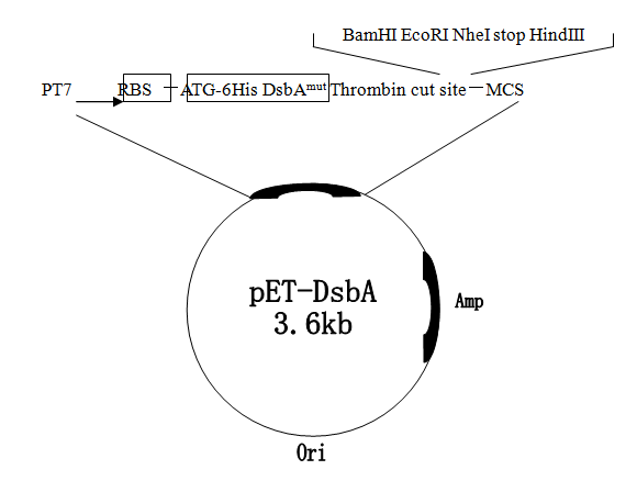 pET-DsbA 载体,pET-DsbA