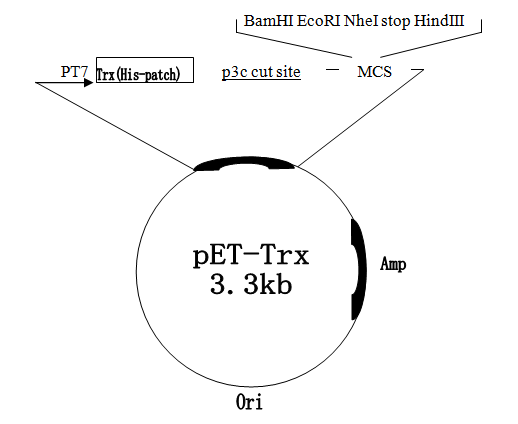 pET-Trx 载体,pET-Trx