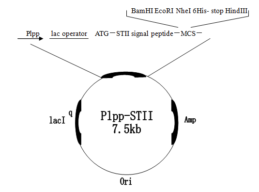 pLLP-STII 载体,pLLP-STII
