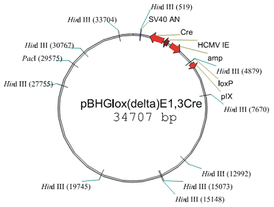 pBHGlox_E13Cre 载体,pBHGlox_E13Cre