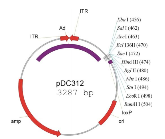 pDC312 載體,pDC312