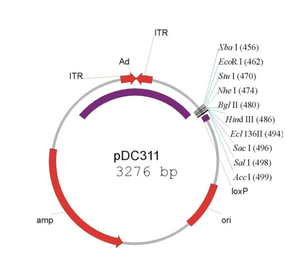 pDC311 载体,pDC311