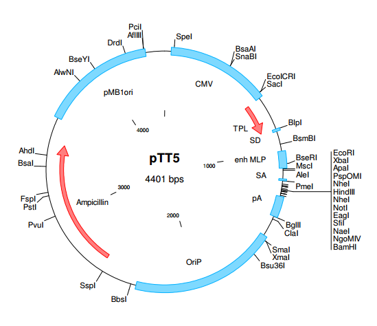 pTT5 載體,pTT