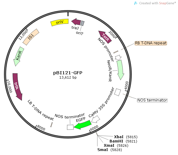 pBI121-GFP 載體,pBI121-GFP