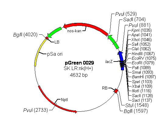 pGreen0029 载体,pGreen0029