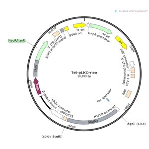 Tet-pLKO-neo 载体