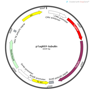 pTagRFP-tubulin 载体,pTagRFP-tubuli