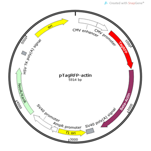 pTagRFP-actin 载体