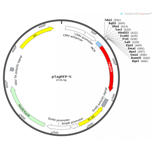 pTagRFP-N 載體,pTagRFP-