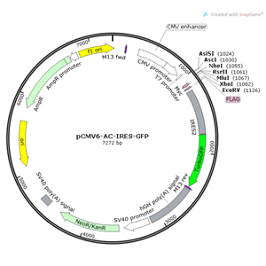 pCMV6-AC-IRES-GFP 载体,pCMV6-AC-IRES-GFP