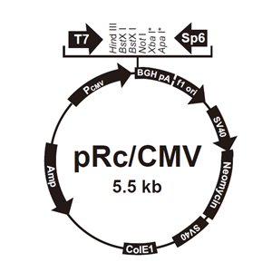 pRc/CMV 载体,pRc/CMV
