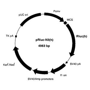 pRluc-N3 载体,pRluc-N3