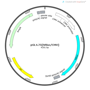 pGL475[hRluc/CMV] 载体