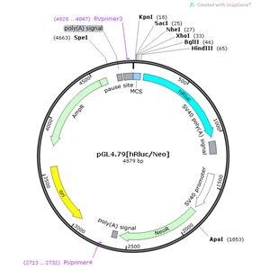 pGL479[hRluc/Neo] 载体,pGL479[hRluc/Neo]